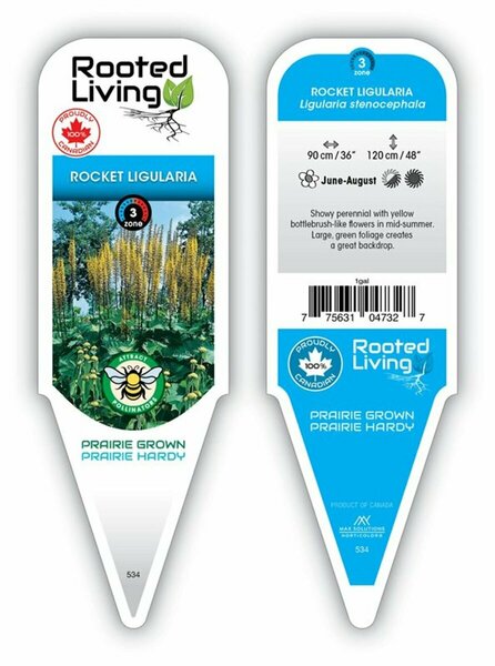 Ligularia steno. - 'The Rocket'  1 gal outdoor