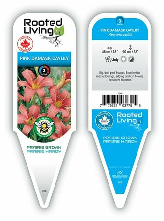 Hemerocallis - 'Pink Damask' Daylily [Pi] 1 gal outdoor