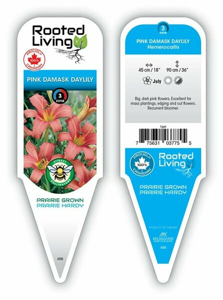 Hemerocallis - 'Pink Damask' Daylily [Pi] 1 gal outdoor
