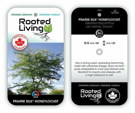 Gleditsia tri. - 'Prairie Silk' Honeylocust 15 gal - image 1