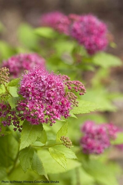 Spiraea jap. - Double Play® 'Gold' (PW) 2 gal PW