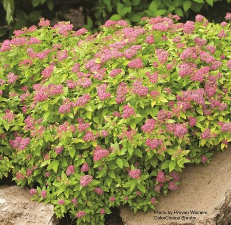 Spiraea jap. - Double Play® 'Gold' (PW) 2 gal PW - image 2