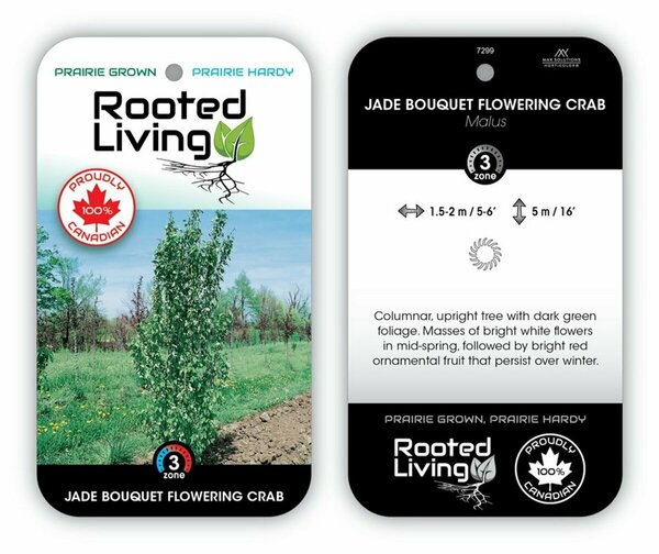 Malus - 'Jade Bouquet' Flowering Crab 10 gal - image 2