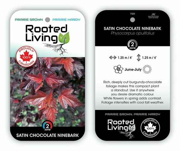 Physocarpus - 'Satin Chocolate' Ninebark 2 gal