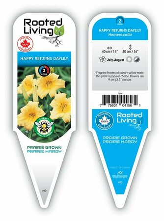 Hemerocallis - 'Happy Returns' Daylily [Yl] 1 gal outdoor