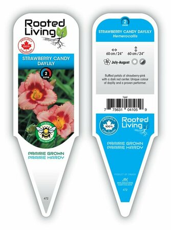 Hemerocallis - 'Strawberry Candy' Daylily [Pi/Rd] 1 gal outdoor