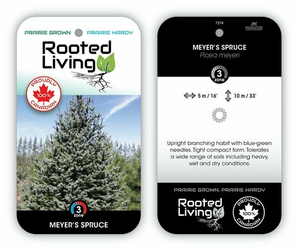 Picea meyeri - 'Meyer's' Spruce 1 gal