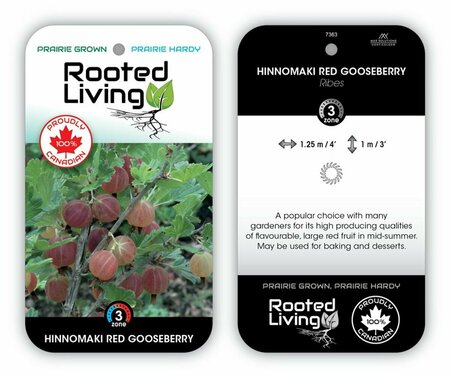 Ribes - 'Hinnonmäki Red' Gooseberry 2 gal