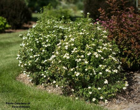 Potentilla - 'Crème Brûlée'™ (FE) 2 gal FE - image 1