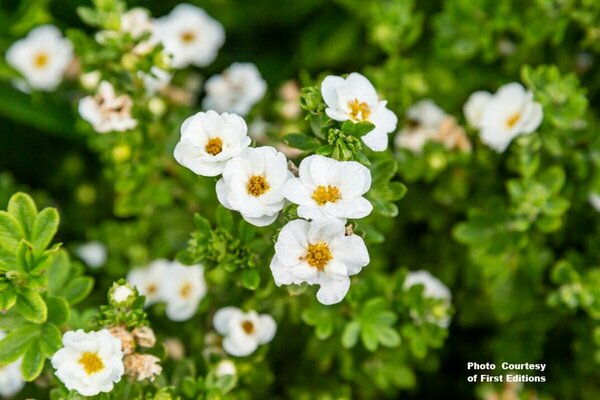 Potentilla - 'Crème Brûlée'™ (FE) 2 gal FE - image 2