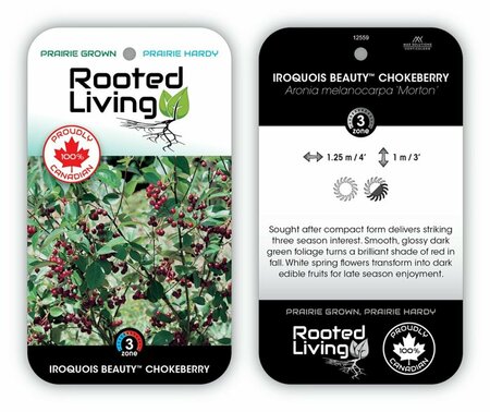 Aronia melano 'Morton' - 'Iroquois Beauty' Chokeberry 2 gal