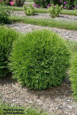 Thuja occ. - 'Planet Earth'® Arborvitae (FE) 2 gal FE