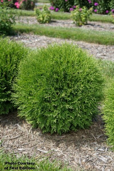 Thuja occ. - 'Planet Earth'® Arborvitae (FE) 2 gal FE