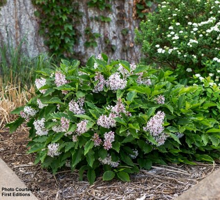 Syringa x 'Jeflady' - 'Little Lady'™ Lilac (FE) 2 gal FE - image 1