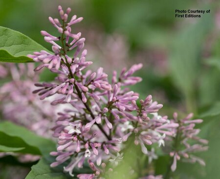 Syringa x 'Jeflady' - 'Little Lady'™ Lilac (FE) 2 gal FE - image 2
