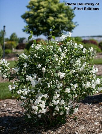 Philadelphus - 'Snow White'™ Mockorange (FE) 2 gal FE - image 2