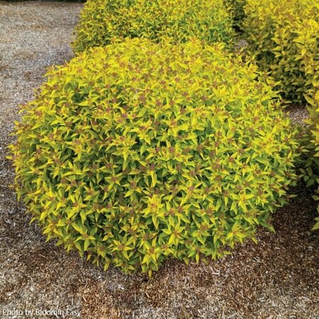 Spiraea jap. - 'Pineapple Poprocks' (BE) 2 gal BE - image 1