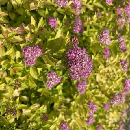 Spiraea jap. - 'Pineapple Poprocks' (BE) 2 gal BE - image 2