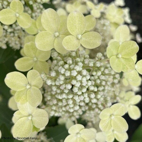 Hydrangea pan. - 'Torch'™ (BE) 2 gal BE