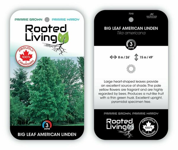 Tilia americana - 'Big Leaf' Linden 15 gal