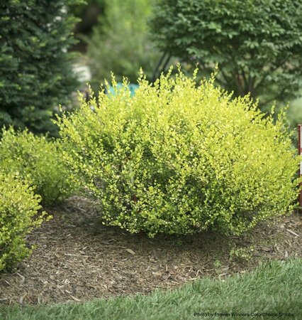 Betula x plettkei - 'Cesky Gold' Birch (PW) 2 gal PW