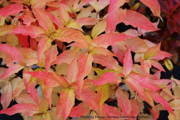Diervilla - Kodiak® Orange Bush Honeysuckle (PW) 2 gal PW - image 2