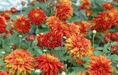 Chrysanthemum mor. - 'Morden Delight' Hardy Mum [Or] 2 gal outdoor