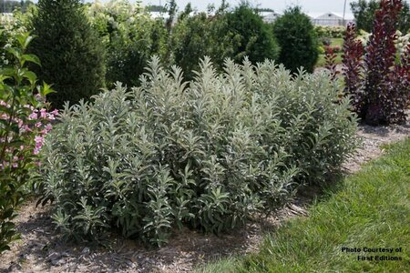 Salix candida - 'Iceberg Alley'® Sageleaf Willow (FE) 1 1/2gal FE - image 1