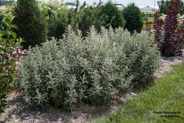Salix candida - 'Iceberg Alley'® Sageleaf Willow (FE) 1 1/2gal FE