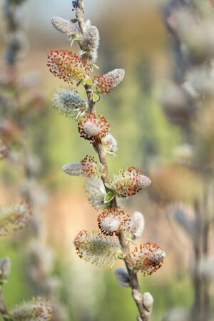 Salix candida - 'Iceberg Alley'® Sageleaf Willow (FE) 1 1/2gal FE - image 3