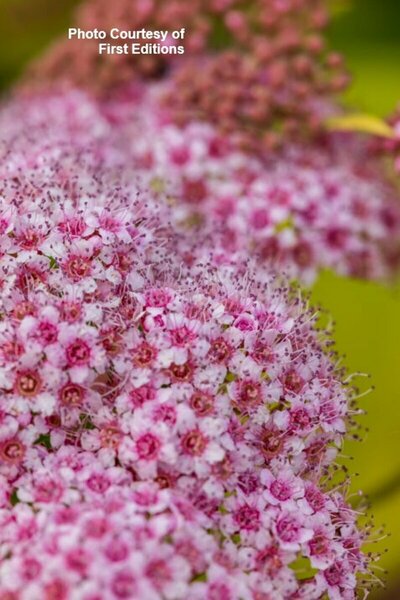 Spiraea jap. - 'Little Spark'® (FE) 2 gal FE
