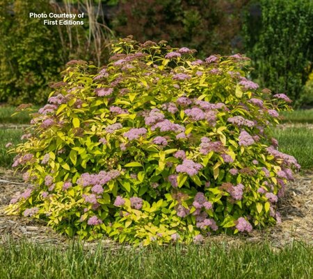 Spiraea jap. - 'Little Spark'® (FE) 2 gal FE - image 2