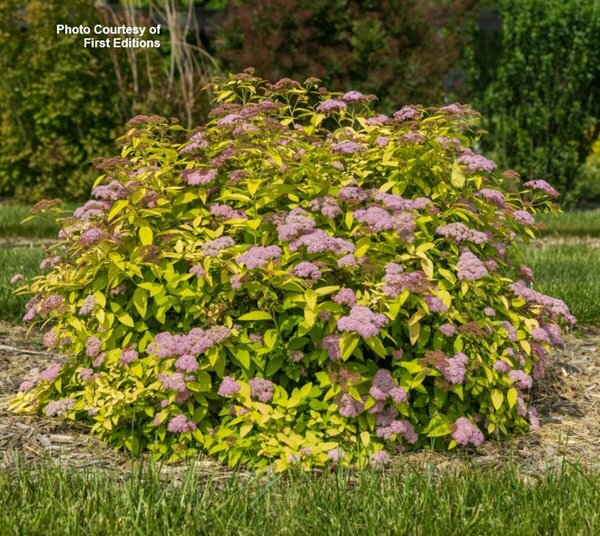 Spiraea jap. - 'Little Spark'® (FE) 2 gal FE - image 2