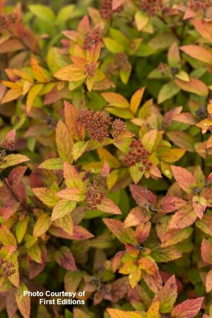 Spiraea jap. - 'Little Spark'® (FE) 2 gal FE - image 3