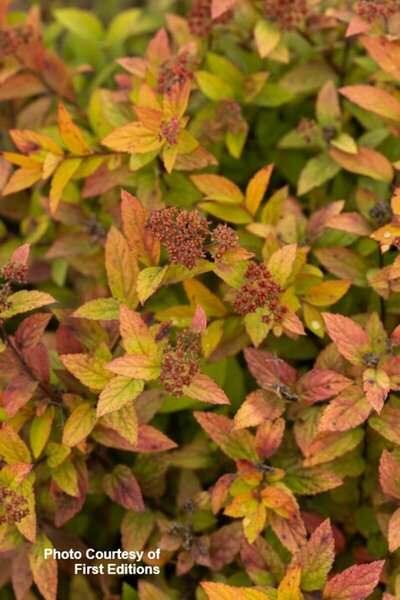 Spiraea jap. - 'Little Spark'® (FE) 2 gal FE - image 3