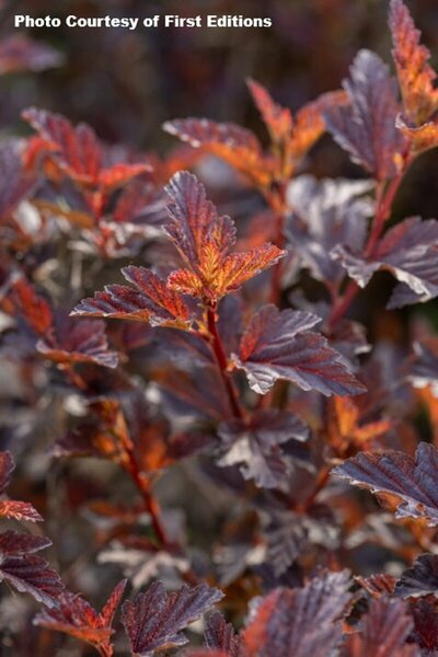 Physocarpus - 'Fireside'® Ninebark (FE) 2 gal FE - image 2