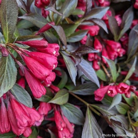 Weigela - 'Stunner'® (BE) 2 gal BE - image 1