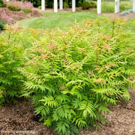 Sorbaria - 'Cherry On Top'™ False Spirea (BE) 2 gal BE - image 1