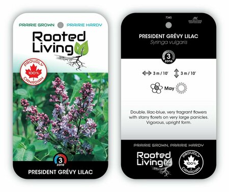 Syringa vulgaris - 'President Grévy' French Lilac [Lavender] 2 gal