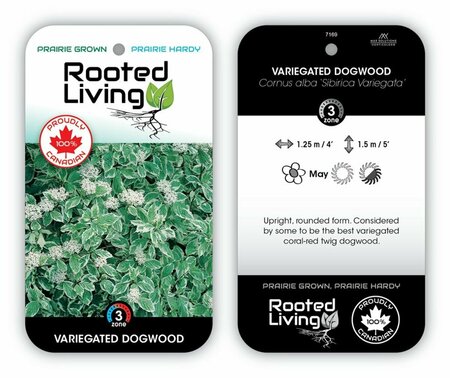 Cornus alba - 'Sibirica Variegata' Dogwood 2 gal
