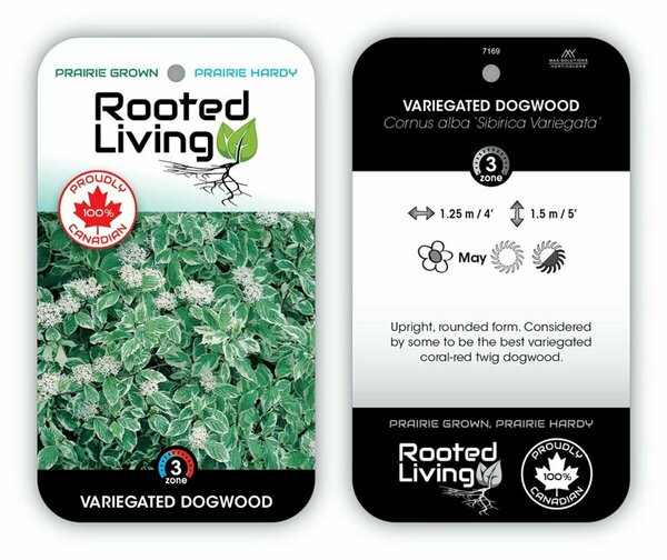 Cornus alba - 'Sibirica Variegata' Dogwood 2 gal