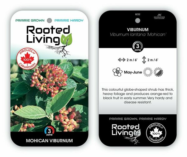 Viburnum lantana - 'Mohican' 2 gal