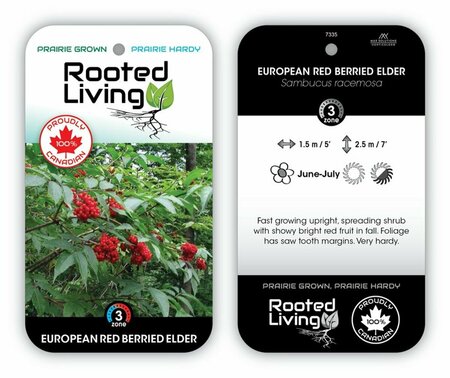 Sambucus racemosa - European Red Elder 2 gal