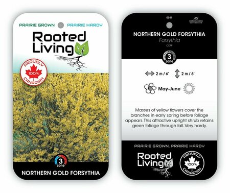 Forsythia ovata - 'Northern Gold' 2 gal