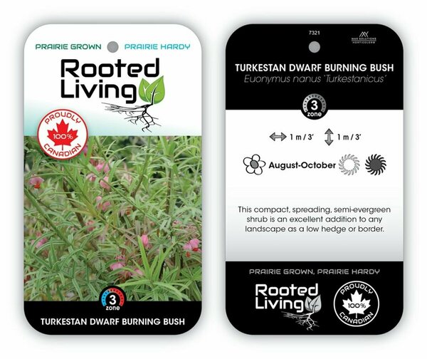 Euonymus nanus - Turkestan Dwarf Burning Bush 2 gal