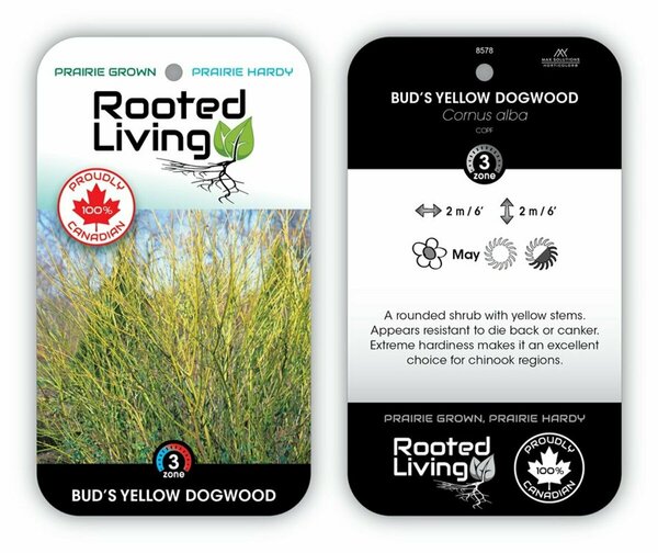 Cornus alba - 'Bud's Yellow' Dogwood 2 gal