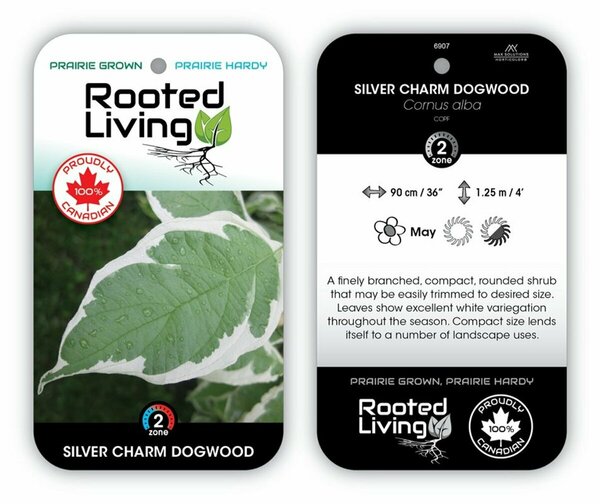 Cornus alba - 'Silver Charm' Dogwood 2 gal
