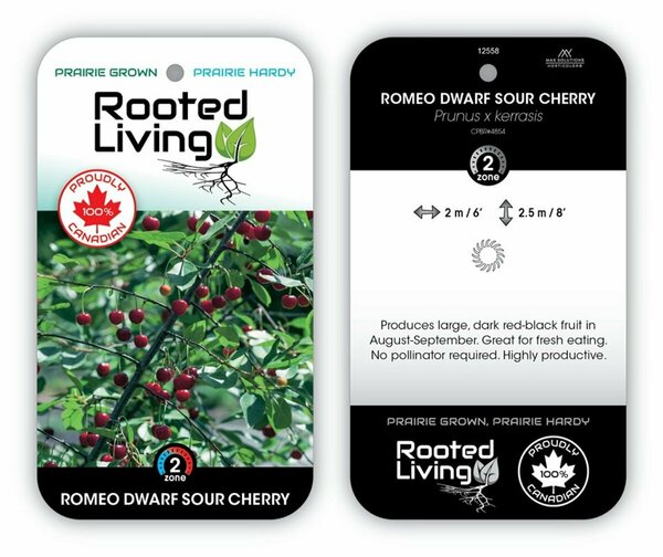 Prunus x ker. - 'Romeo' Dwarf Sour Cherry 1 gal