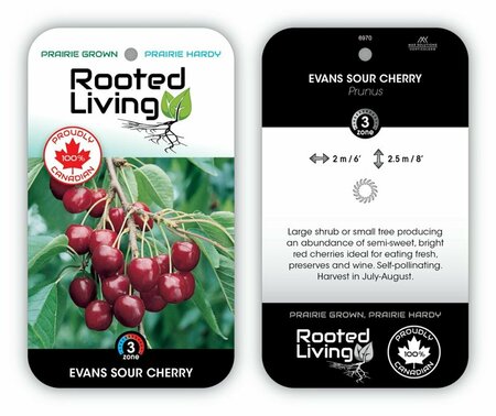 Prunus cerasus - 'Evans' Sour Cherry 1 gal