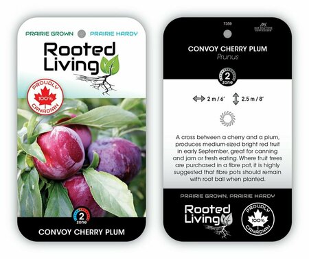 Prunus x - 'Convoy' Cherry Plum 1 gal